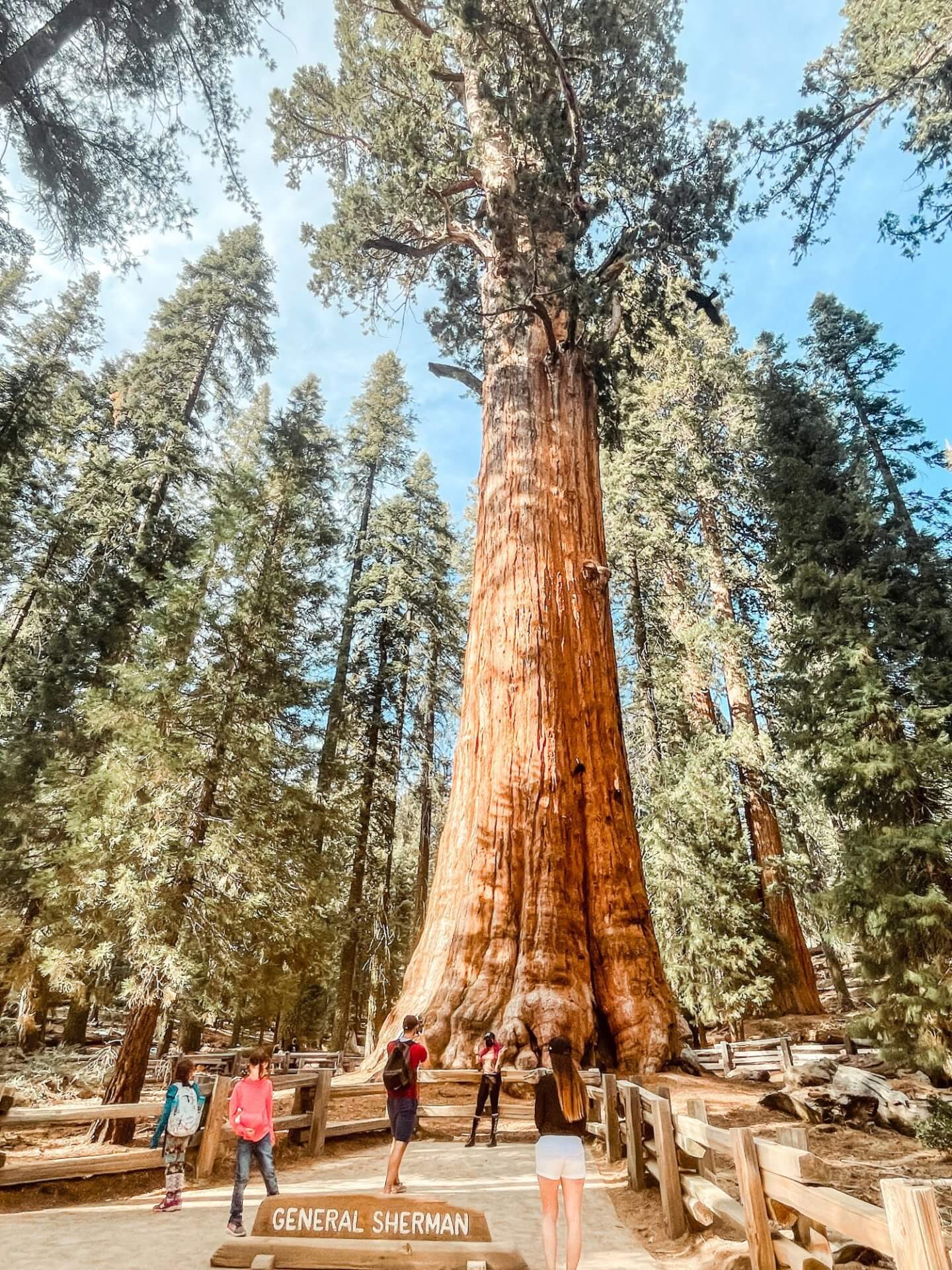 General Sherman Tree