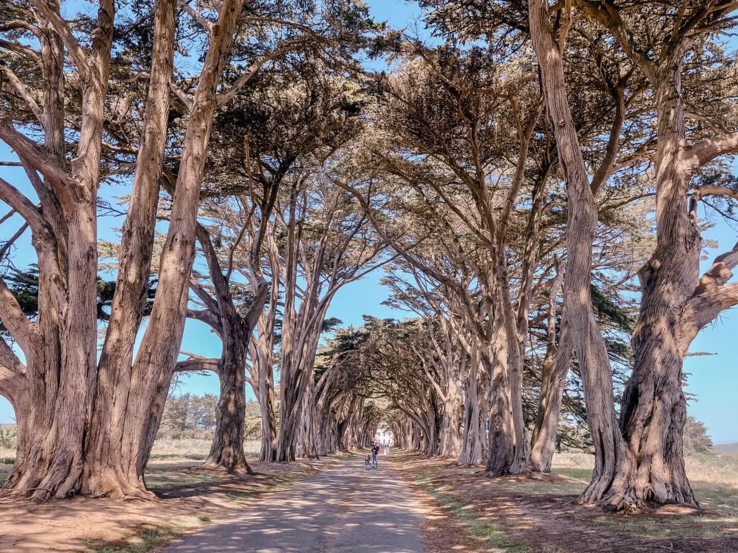 Cypress Tree Tunnel