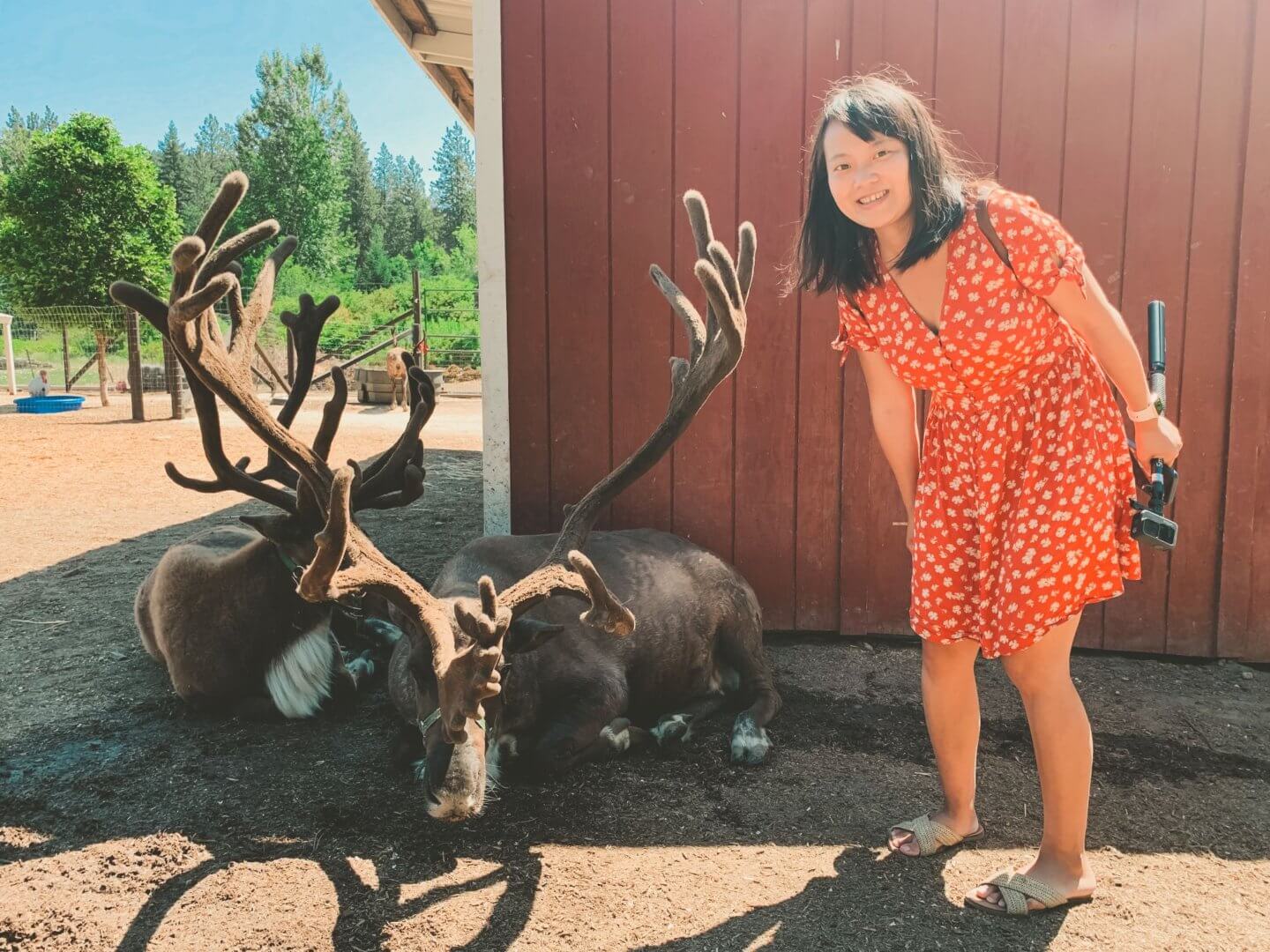 Leavenworth Reindeer Farm