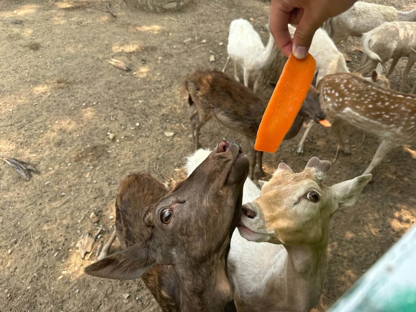 北碧府野生動物園